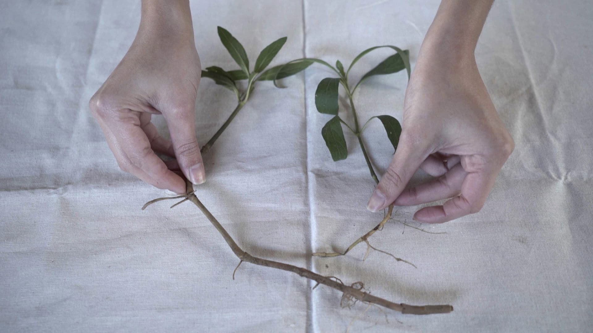 Colligare herbarium et insecta