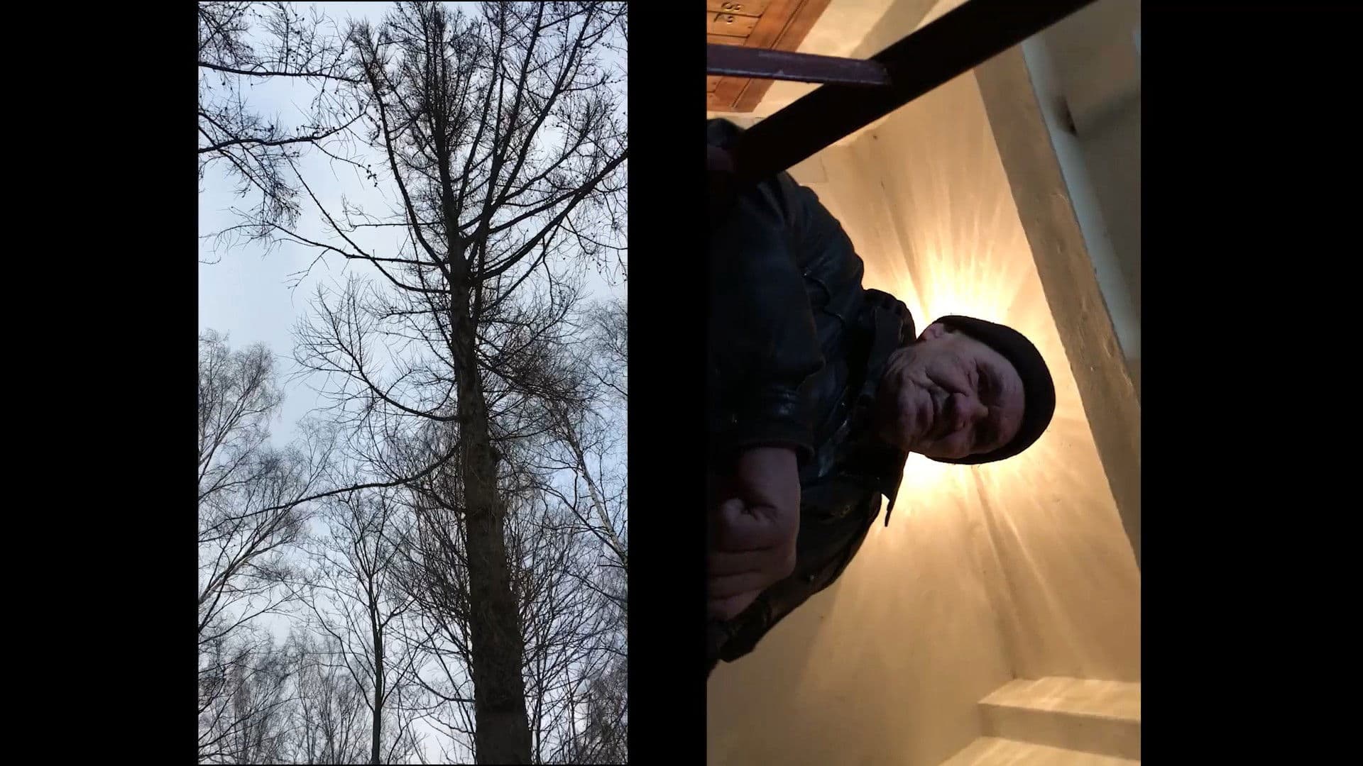 Rabbits in The Headlights