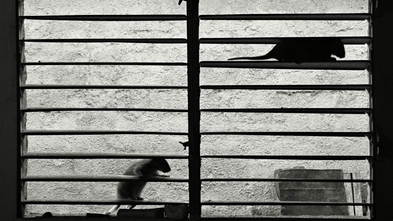 Sleeping on Warm Knees