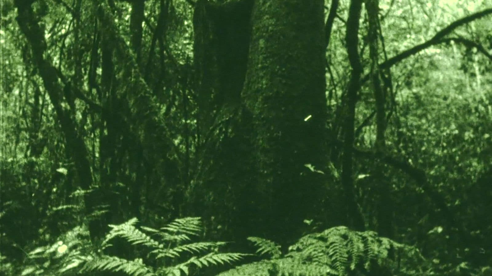 The Eyes in the Woods and the Taste in the Water