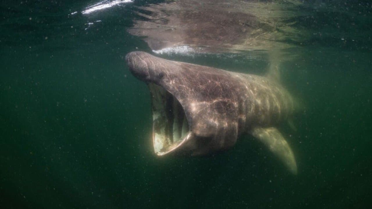 North See - Nature Untamed