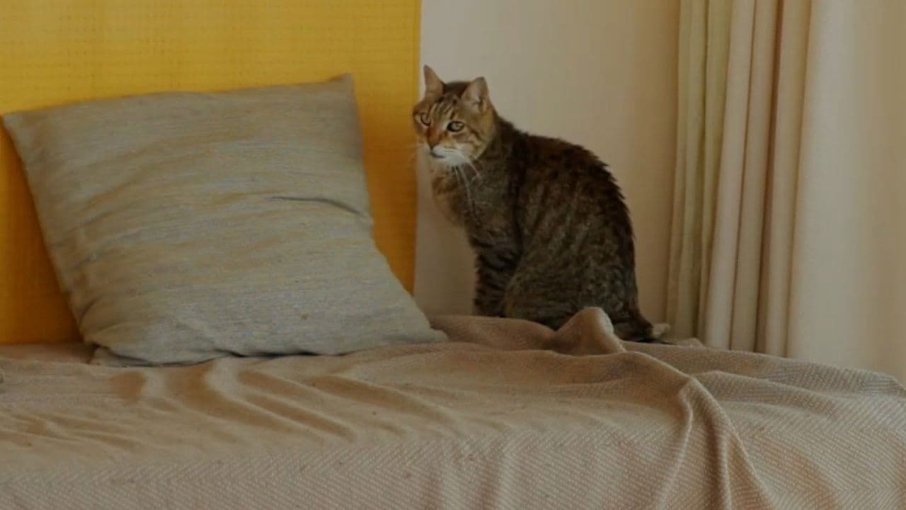 Où en êtes-vous, Jean-Marie Straub ?