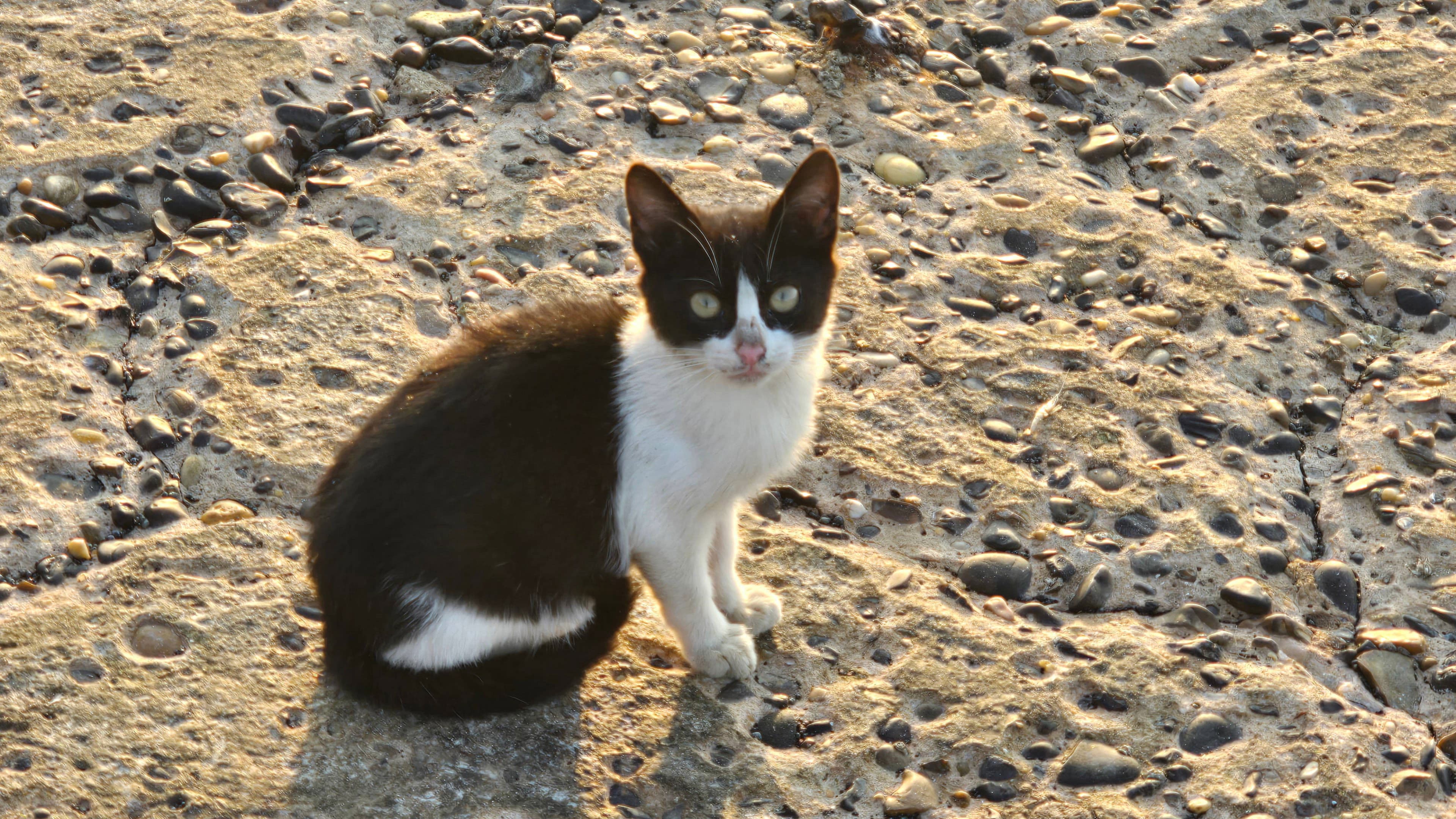 Love Poems Part II: Alexandria