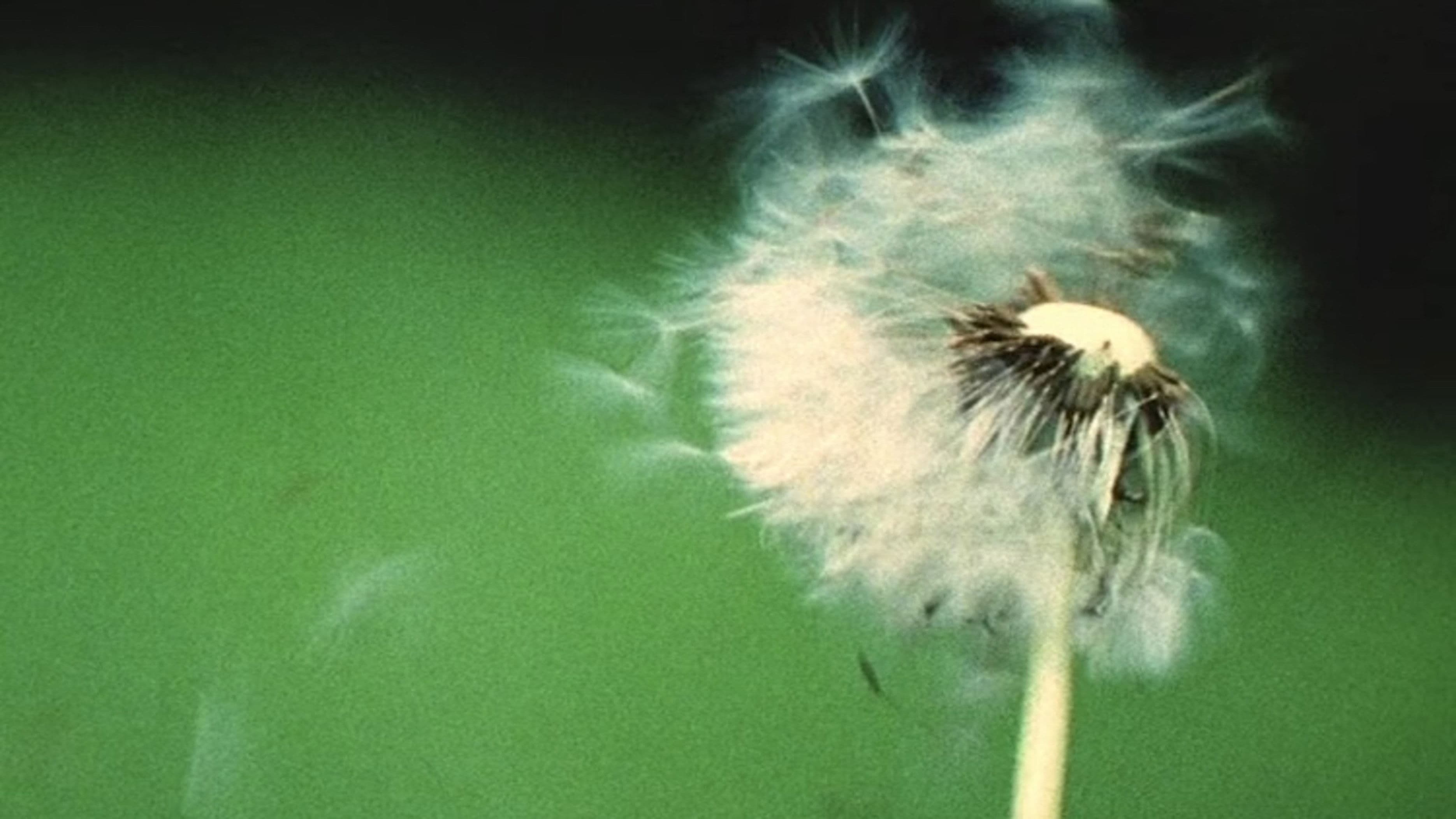 A Walk / Im Park / ZUOZ