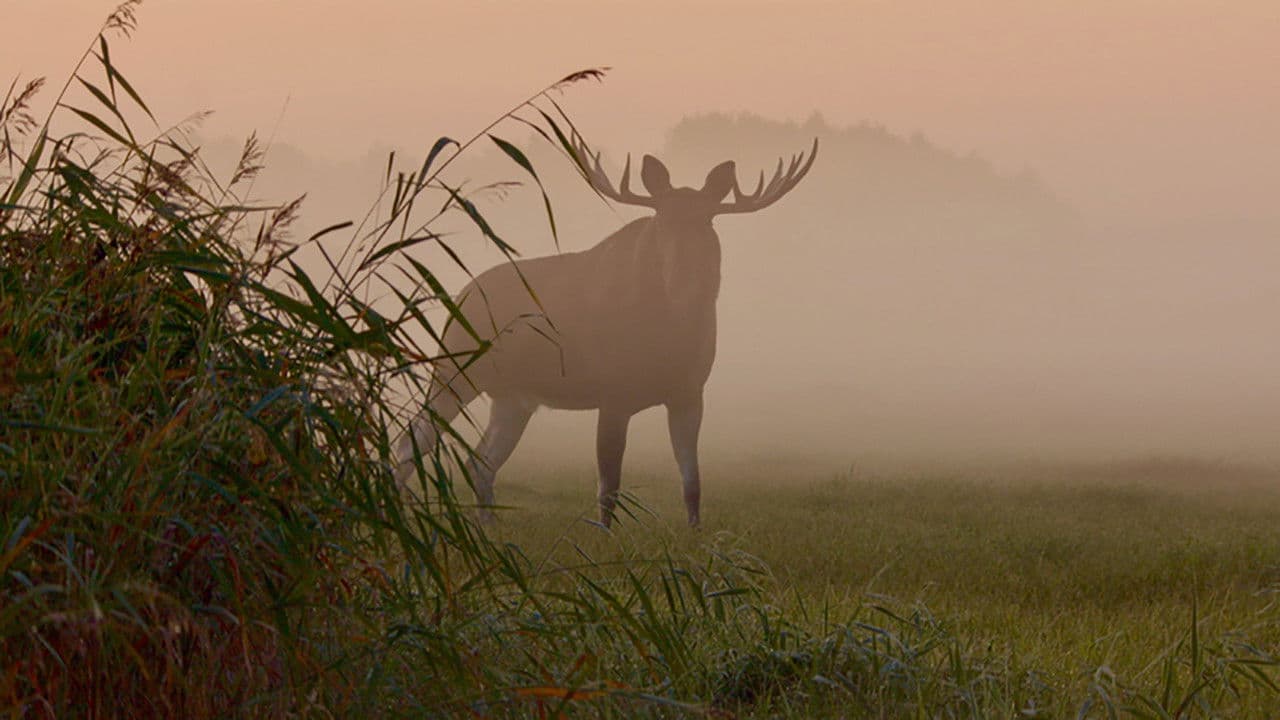 Matsalu Moose: Wild Giants of the Baltics