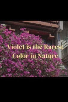 Violet is the rarest color in nature