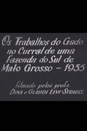 Cattle Work in the Corral of a Farm in Southern Mato Grosso