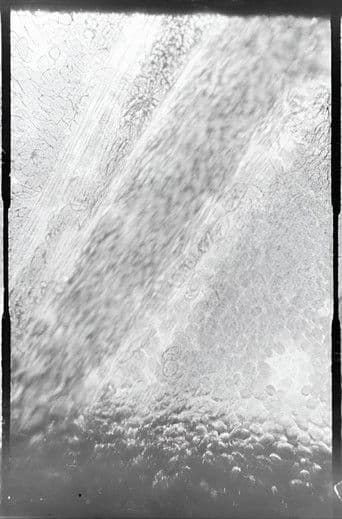 Déplacement des globules de sang dans un vaisseau capillaire