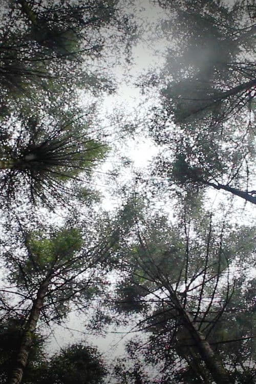 Mycelia: Voices from the Water Forest