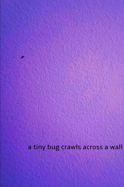 a tiny bug crawls across a wall