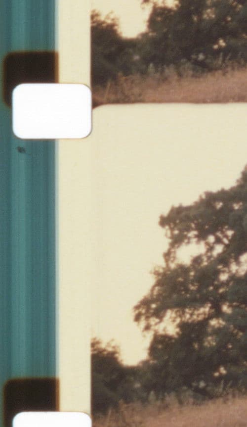 Light, Blaze, Fulgor - Auguries for a Non-Hierarchical Framing and Flourishing