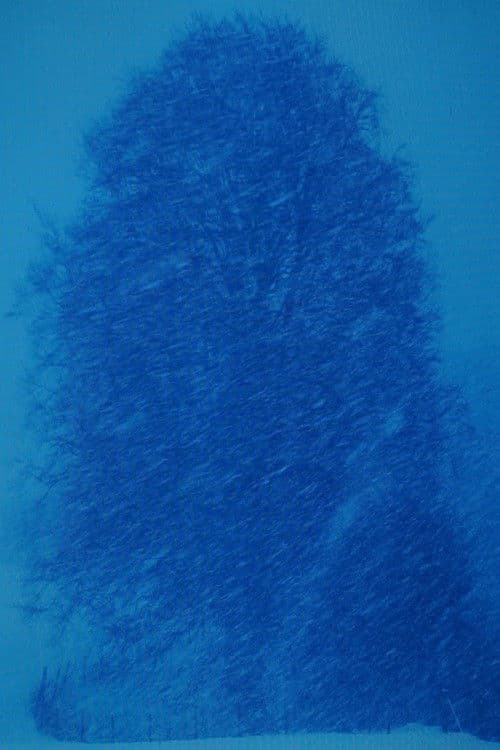 Beech Tree-Appearance