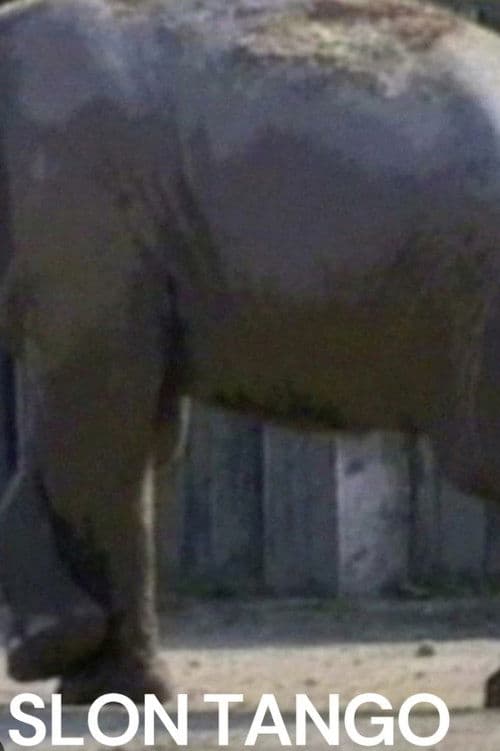 Slon Tango