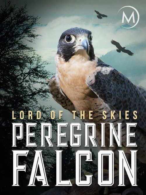 Peregrine Falcon: Lord of the Skies